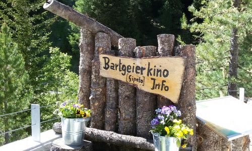 bartgeier-kino-tierwelt